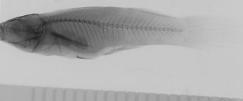 Media type: image;   Ichthyology 56889 Description: xray;  Aspect: lateral